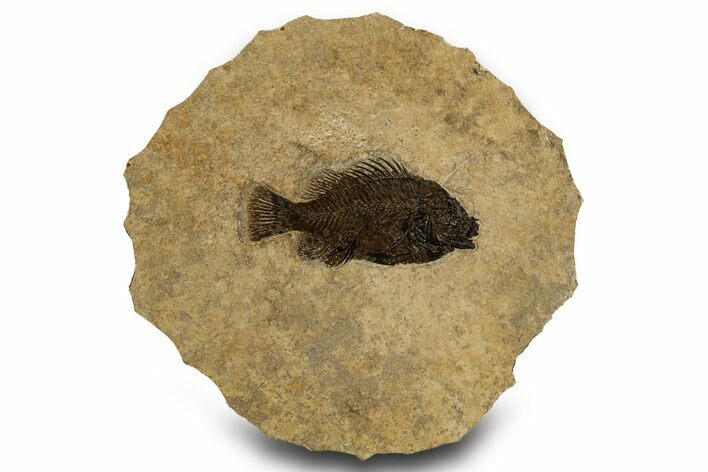 Beautifully Detailed Fossil Fish (Cockerellites) - Wyoming #327962